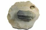 Detailed Reedops Trilobite - Orange Eye Facets #348415-3